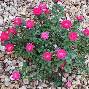 Meet your Posher, Tracy